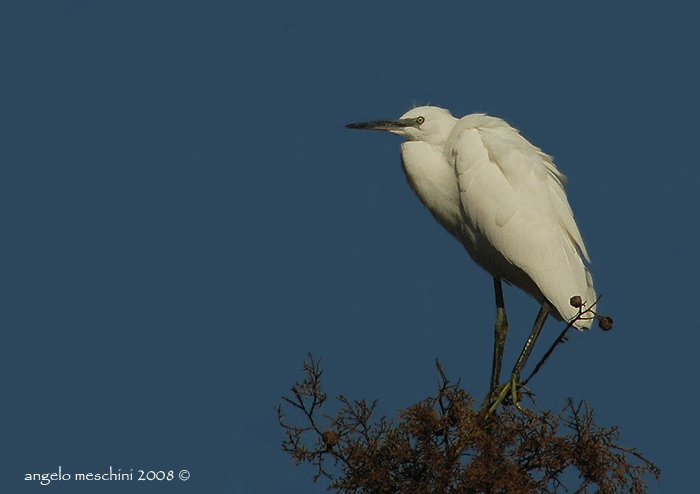 Garzetta - Egretta garzetta